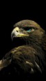 /album/wallpapers/eagle-jpg/